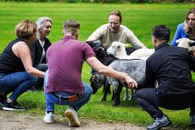 schapen hoeden teambuilding