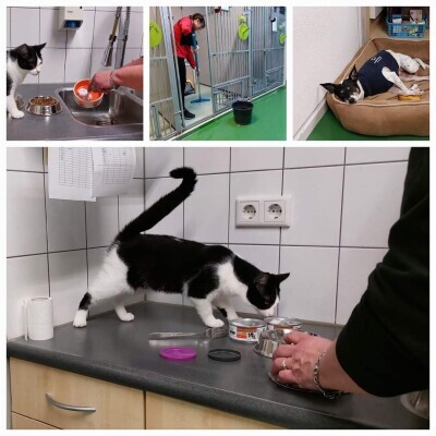 vrijwilligerswerk dierenasiel